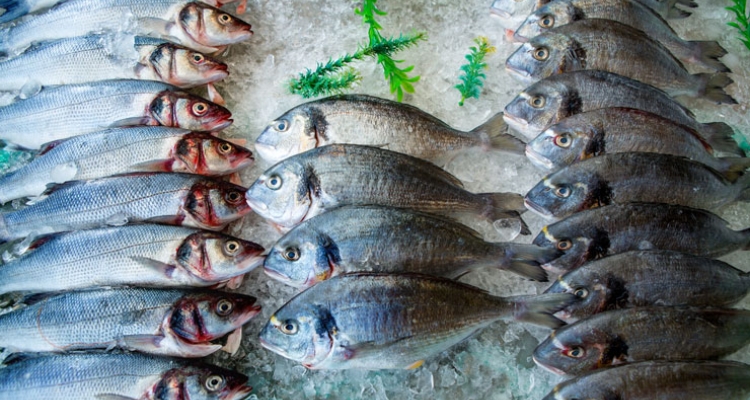 dorada-lubina-acuicultura-hielo dorada-lubina-acuicultura-hielo