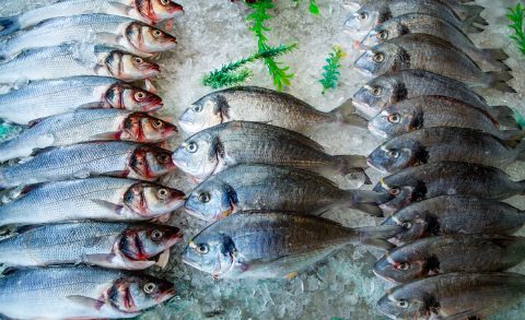 dorada-lubina-acuicultura-hielo