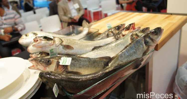 dorada-lubina-seafood-bcn