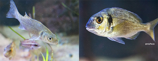 dorada-lubina