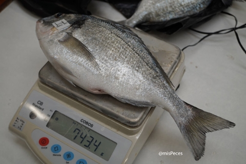 dorada-progensa-iii-mejora-genetica-ejemplar-grande-12meses