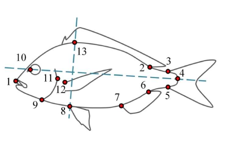 Dorada, puntos de simetría Dorada, puntos de simetría