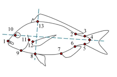 Dorada, puntos de simetría