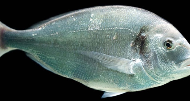 Dorada (Sparus aurata) /BioMar