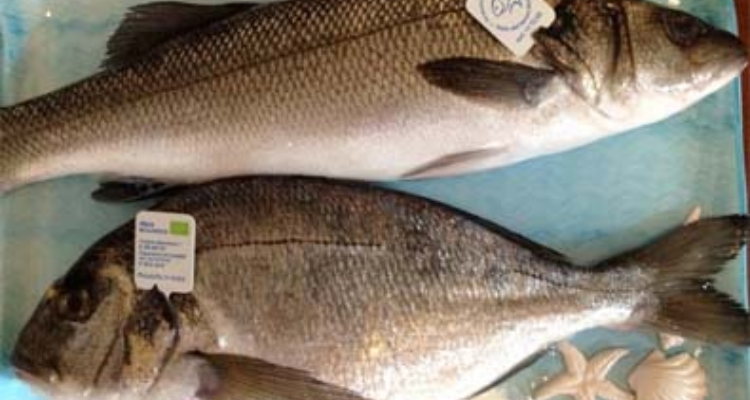 dorada_lubina_ecologica_italia
