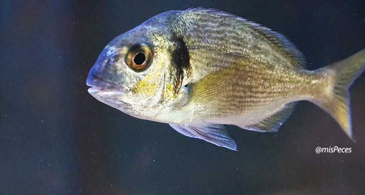 dorada_sparus_aurata_760
