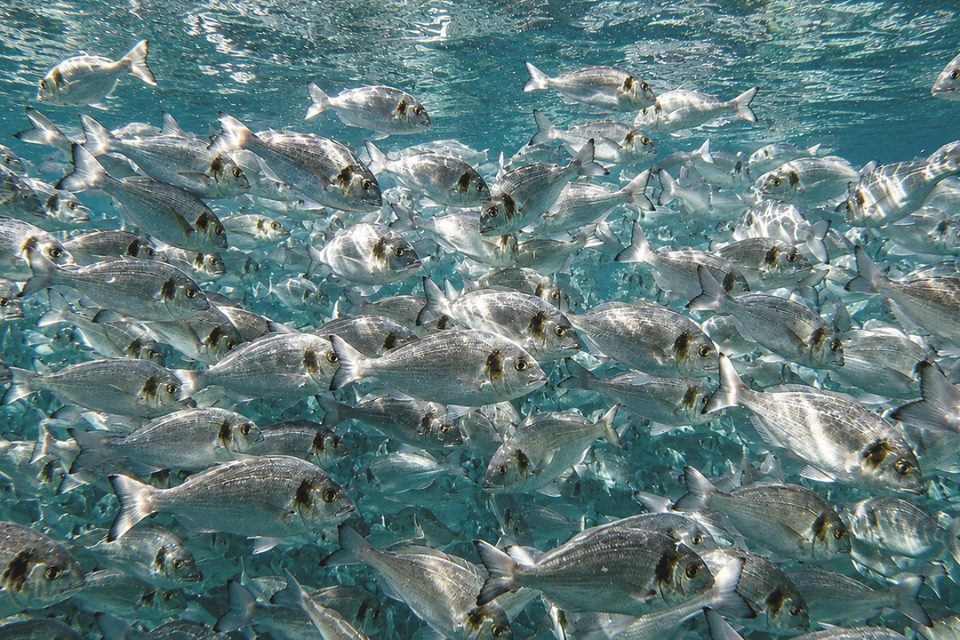 Doradas bajo el agua en una jaula