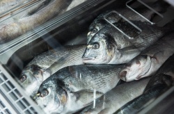 El déficit de dorada española nos hizo importar 10 000 toneladas en 2020