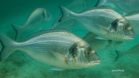 Doradas grandes (Sparus aurata)
