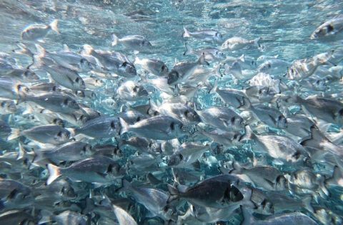 Doradas en jaulas flotantes del Mediterráneo