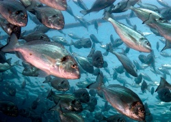 Fundación Biodiversidad financia 47 proyectos con 5,1 mill. euros de la convocatoria pleamar para pesca y acuicultura