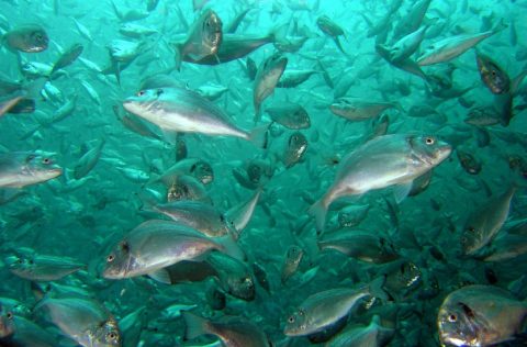 Doradas (Sparus aurata) bajo el agua, IRTA