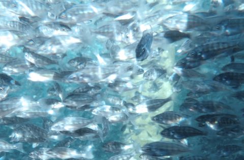 Doradas juveniles en RAS. Foto BioMAR