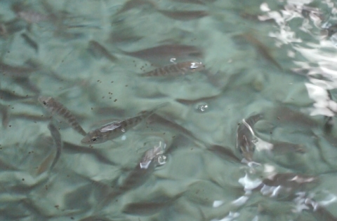 Doradas juveniles estanque