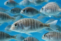 No todas las dietas alternativas preparan igual a la dorada frente al calentamiento del Mediterráneo