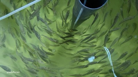 doradas-juveniles-tanque