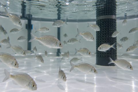 Can the time of year alter gilthead seabream’s response to feed?
