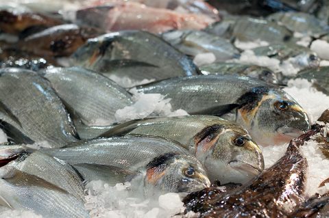 Doradas pescadería española