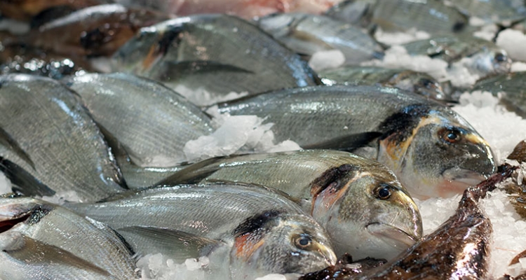 Doradas pescadería española Doradas pescadería española