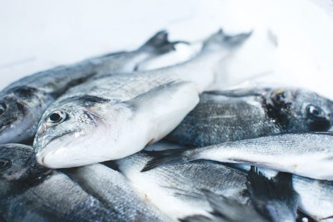 doradas-pescado-mediterraneo-760