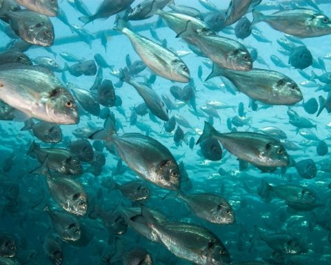 Biomasa de doradas en jaula de Skretting