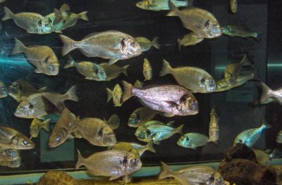 Los aditivos antiparasitarios del alimento en dorada son eficaces y no afectan la capacidad sensorial