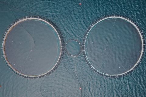 Dos jaulas de acuicultura