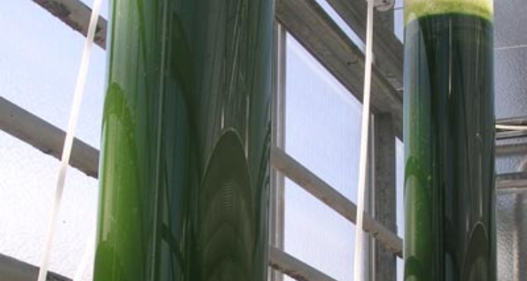 dos-tubos-microalgas-proyecto-energreen