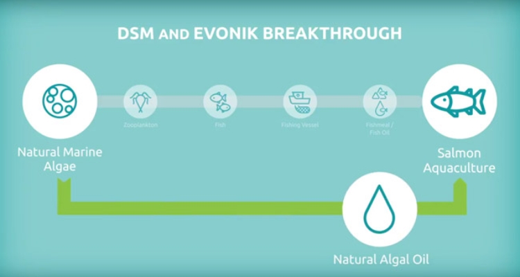 dsm-evonik-algas-marinas-salmonicultura