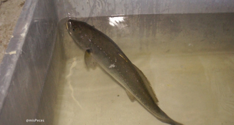 ejemplar-corvina-argyrosomus-regius