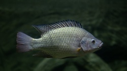 Curcumina nanoencapsulada permite mejorar el rendimiento del crecimiento y la salud de la tilapia del Nilo
