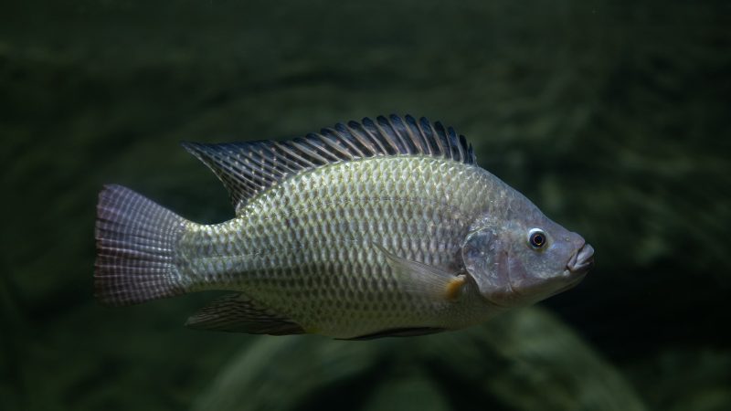 Farming system shapes probiotic efficacy in tilapia