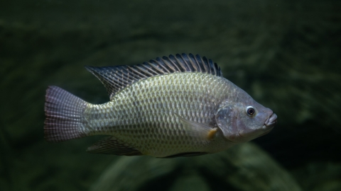 Ejemplar de tilapia del Nilo