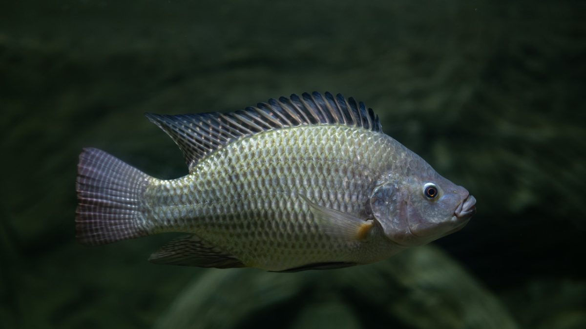 Ejemplar de tilapia del Nilo