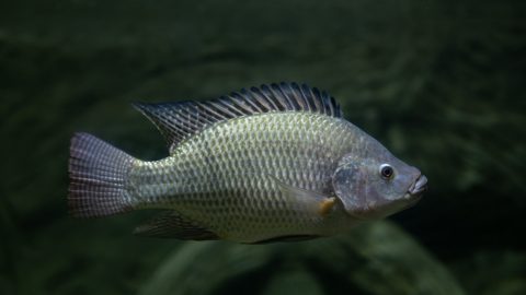 Una prueba rápida para detectar el virus de la tilapia se aproxima al diagnóstico en granja