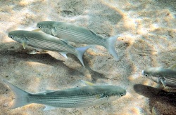 Una nueva metodología reproductiva permite asegurar el ciclo biológico del Mugil cephalus en criaderos