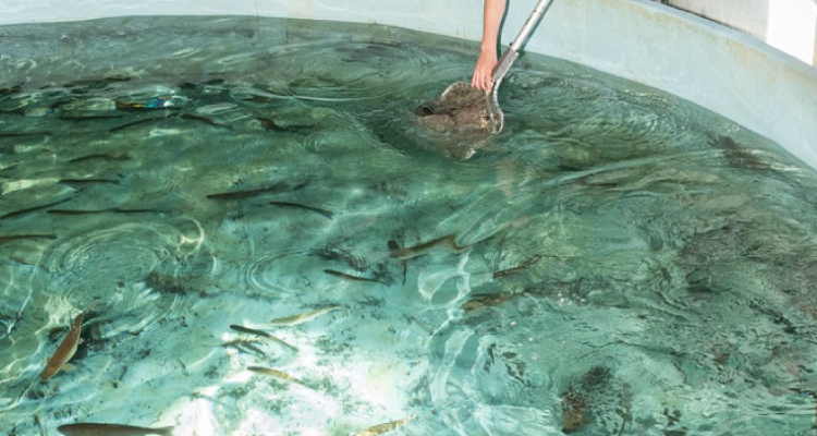 Ejemplares de trucha arcoíris en tanque Ejemplares de trucha arcoíris en tanque