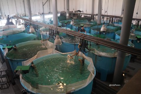 eppo-ipma-instalaciones-tanques-760