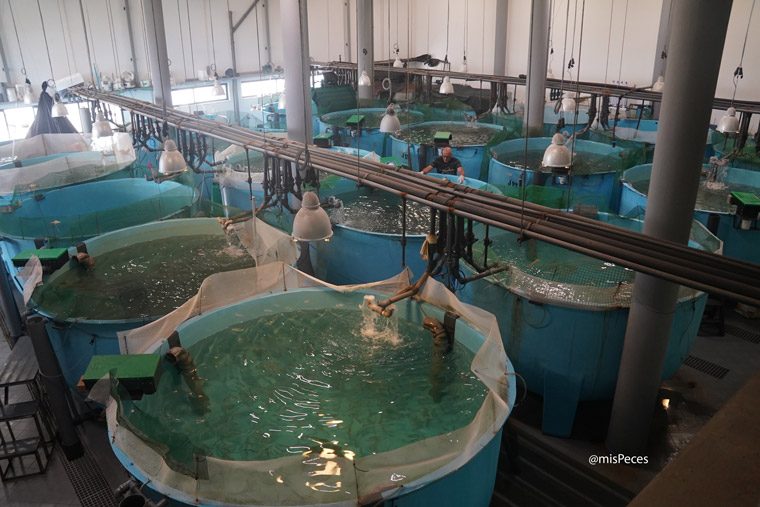 Investigadores aplican algoritmos de aprendizaje automático para detectar malnutrición en corvina