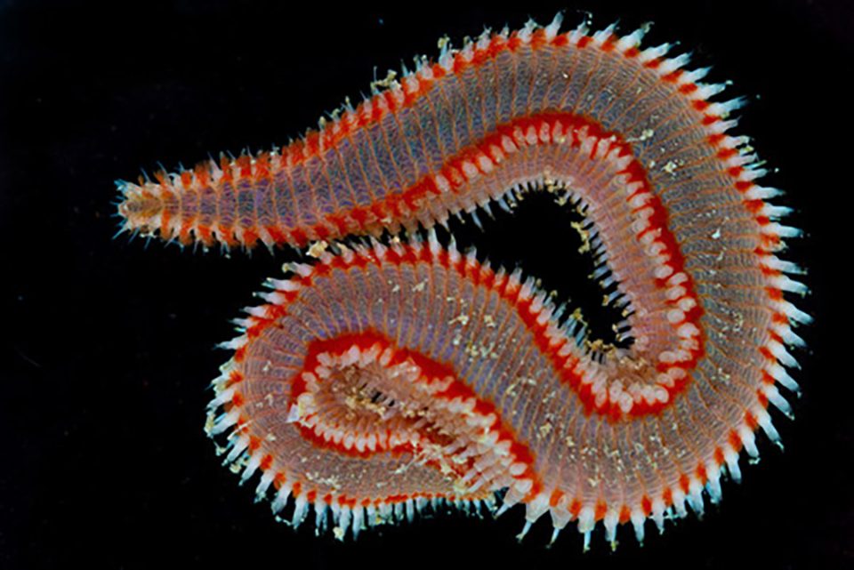 Erythea spp, gusano de fuego