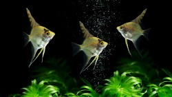República Checa, una potencia de peces ornamentales a nivel mundial