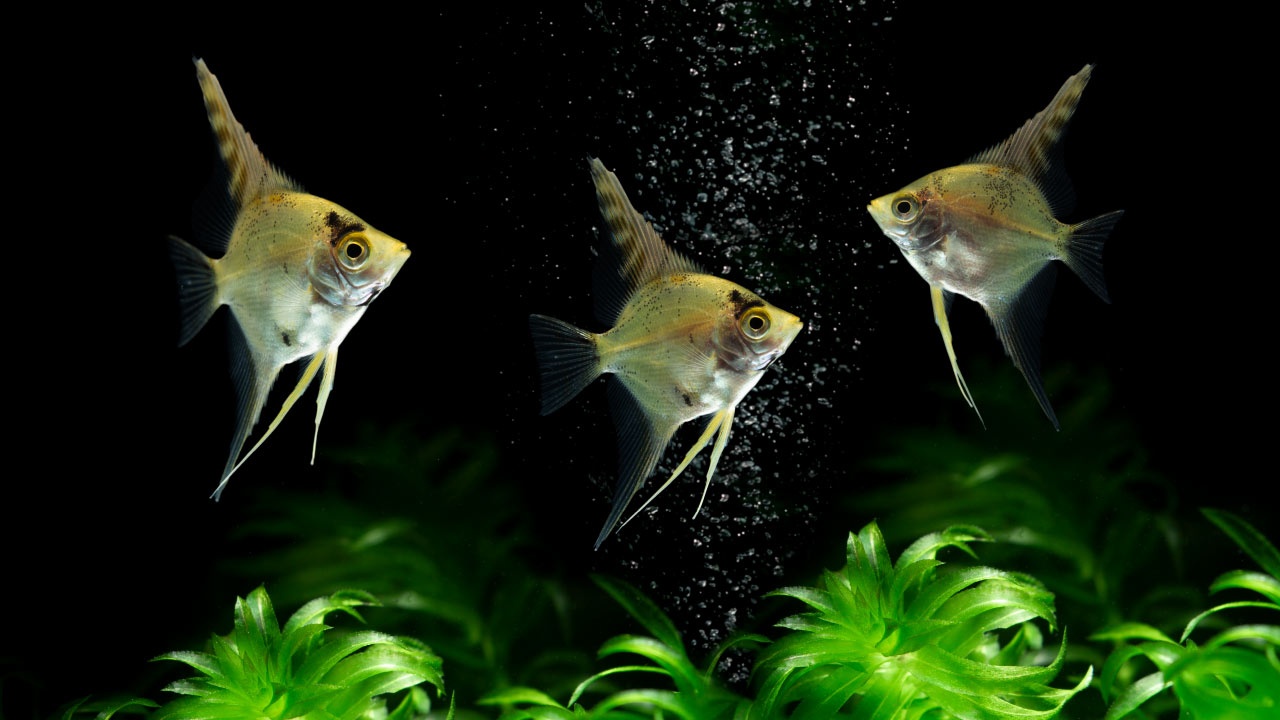 Pez Ángel (Pterophyllum scalare) Pez Ángel (Pterophyllum scalare)