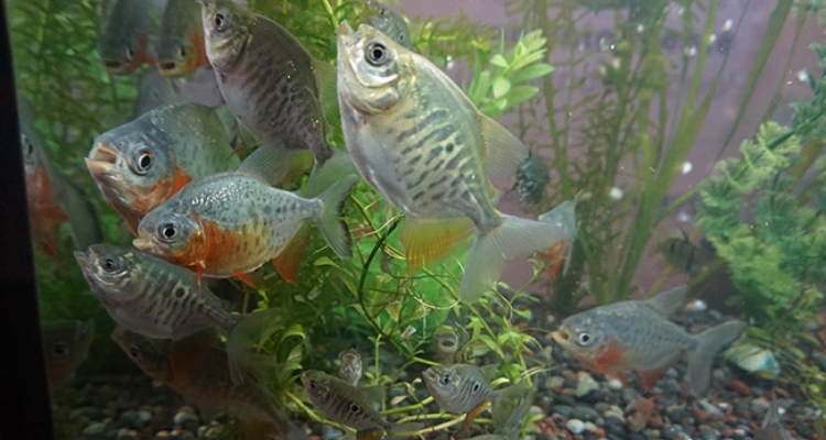 especies-piscicolas-interes-acuicultura-peruana