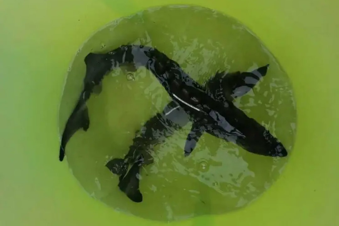 Esturiones en fondo verde