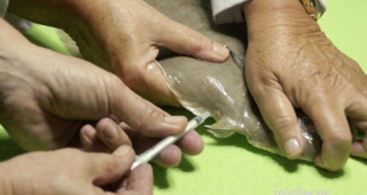 extraccion_esperma_lenguado