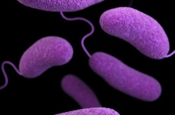FishHealth quiere plantarles cara a las enfermedades bacterianas con fagos