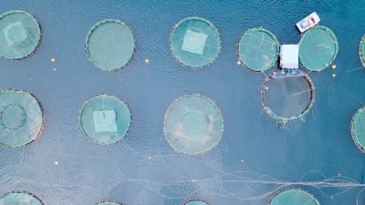 Aquaculture Europe 2025 acogerá una sesión de la FAO sobre las nuevas Directrices para una Acuicultura Sostenible