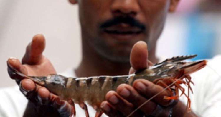 fao-langostino