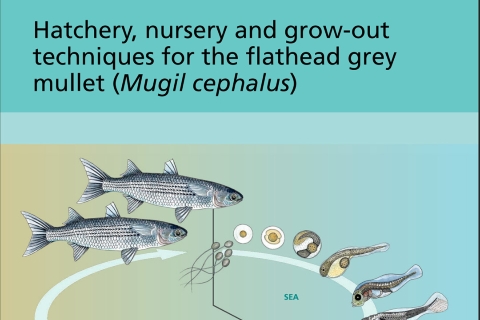 FAO, manual mugil cephalus