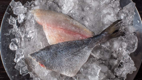 Filetes de dorada sobre hielo